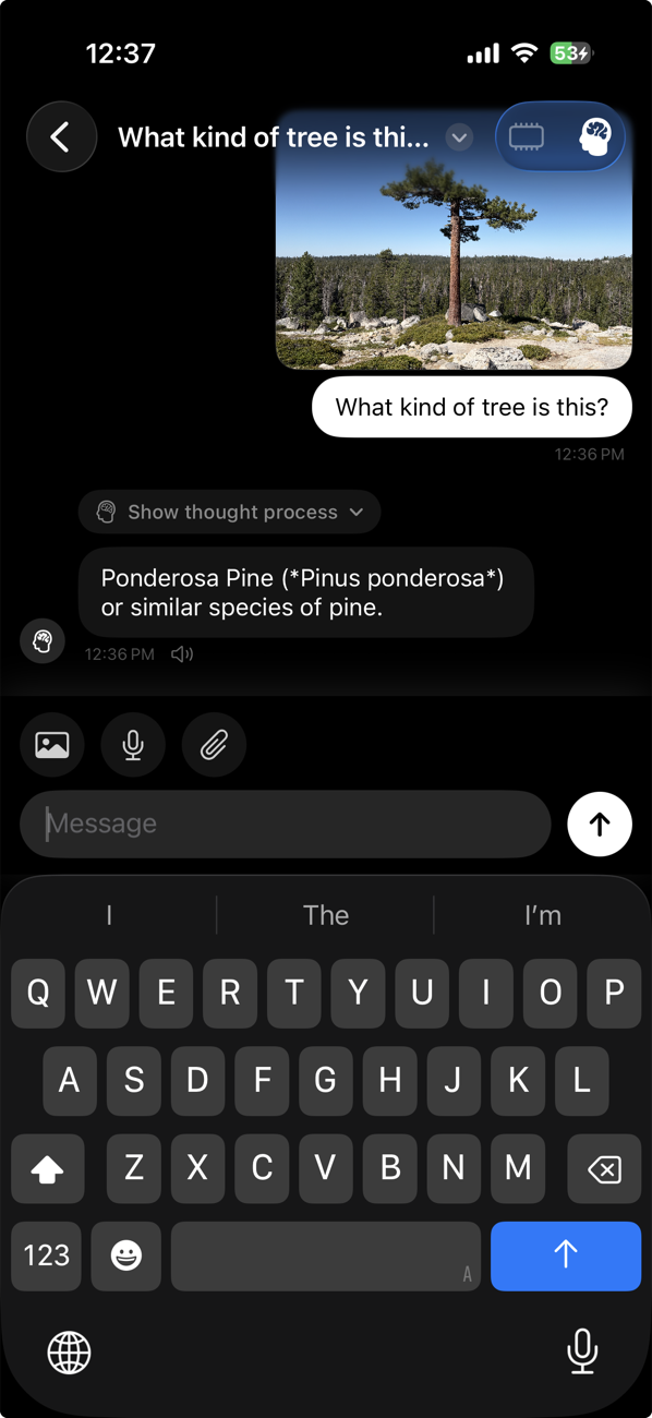 Sunday identifying a Ponderosa Pine from a photo with a thought process